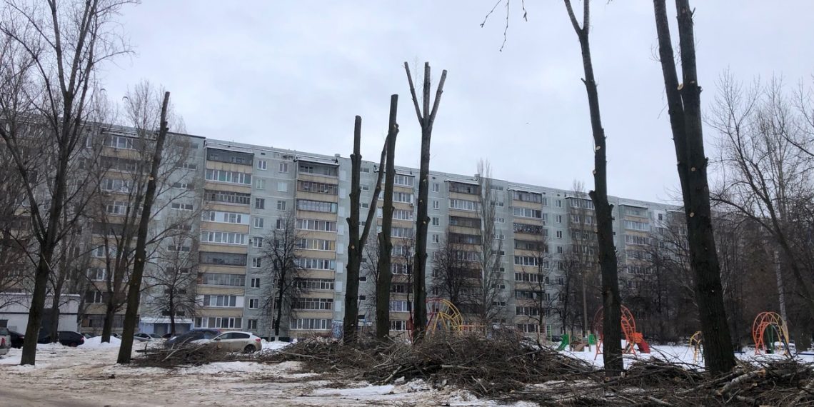 В Ульяновске начали обрезать и сносить опасные деревья у школ и детсадов