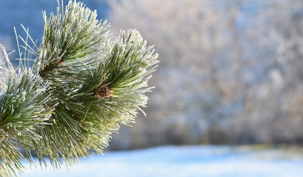 В Старомайнском районе зафиксировали незаконную рубку сосен