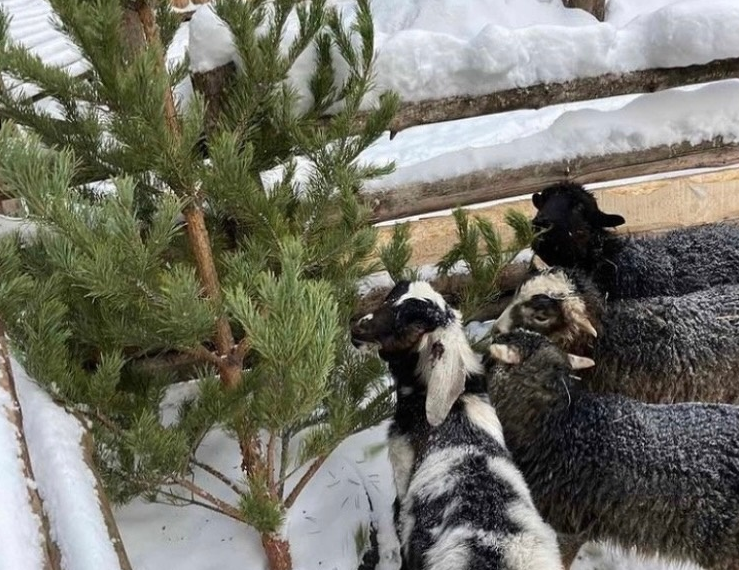 Ульяновский зоопарк запустил акцию по сбору хвои на корм животным