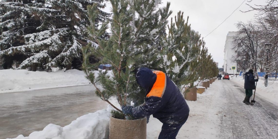 На кольцевом катке по краю эспланады в центре Ульяновска установили сосны