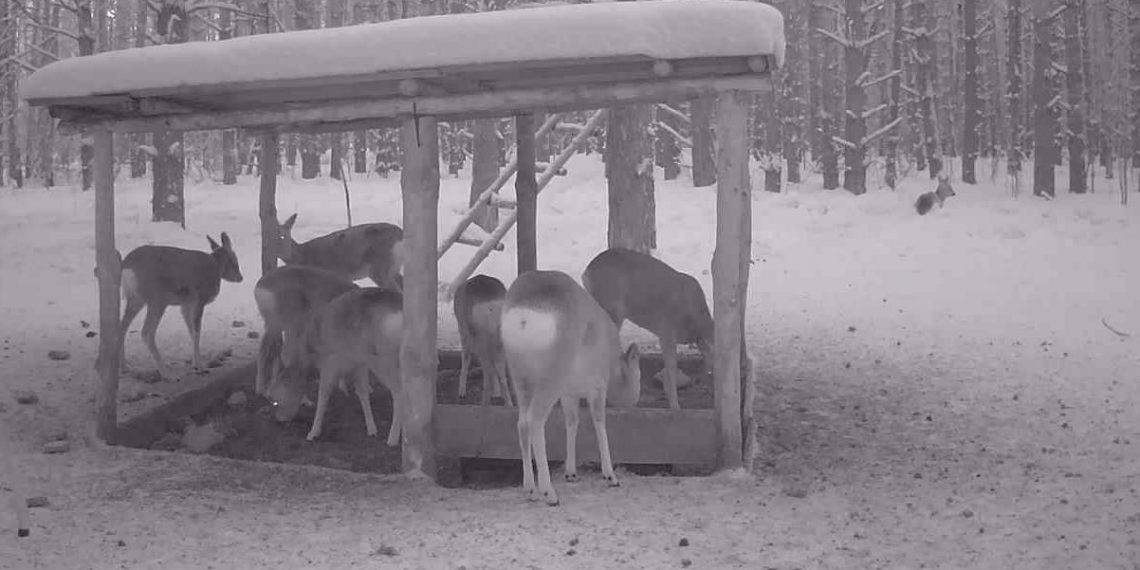 Минприроды дало старт зимнему учёту диких животных в Ульяновской области