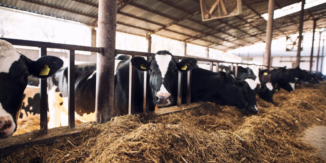 В Ульяновской области оцифруют кур, коров, свиней и лошадей