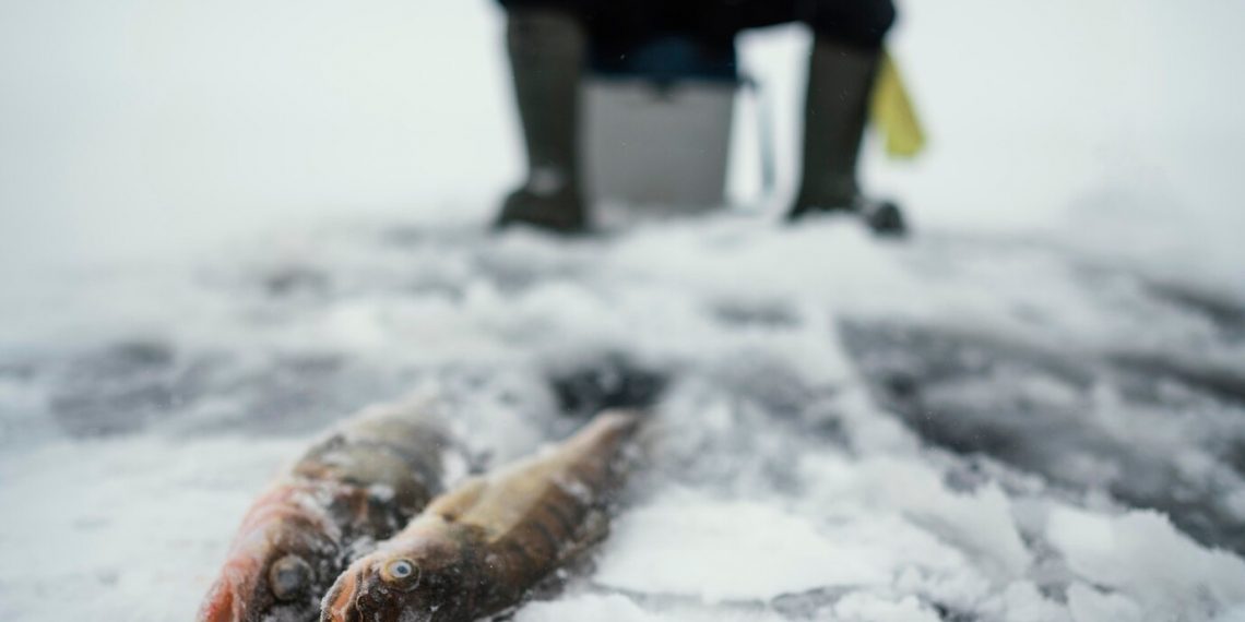 Ульяновец наловил сазанов на запрещённый тройной крючок