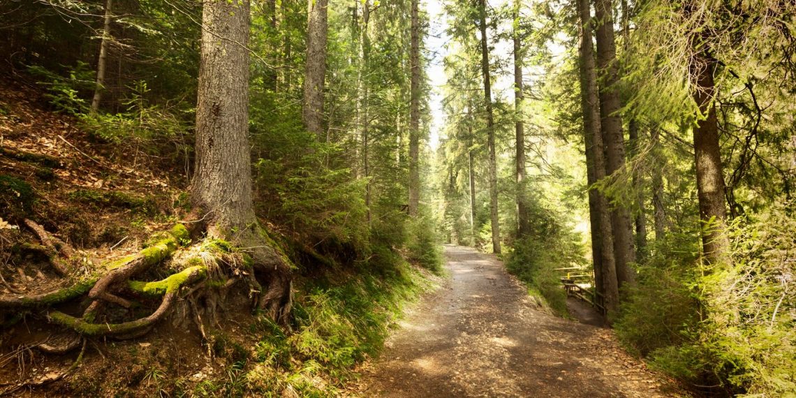 Ульяновское Минприроды опровергло информацию о предстоящих вырубках на территории заказников