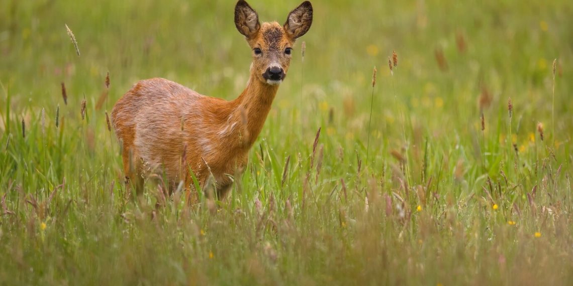 Димитровградец лишился охотничьего билета за незаконно убитую косулю