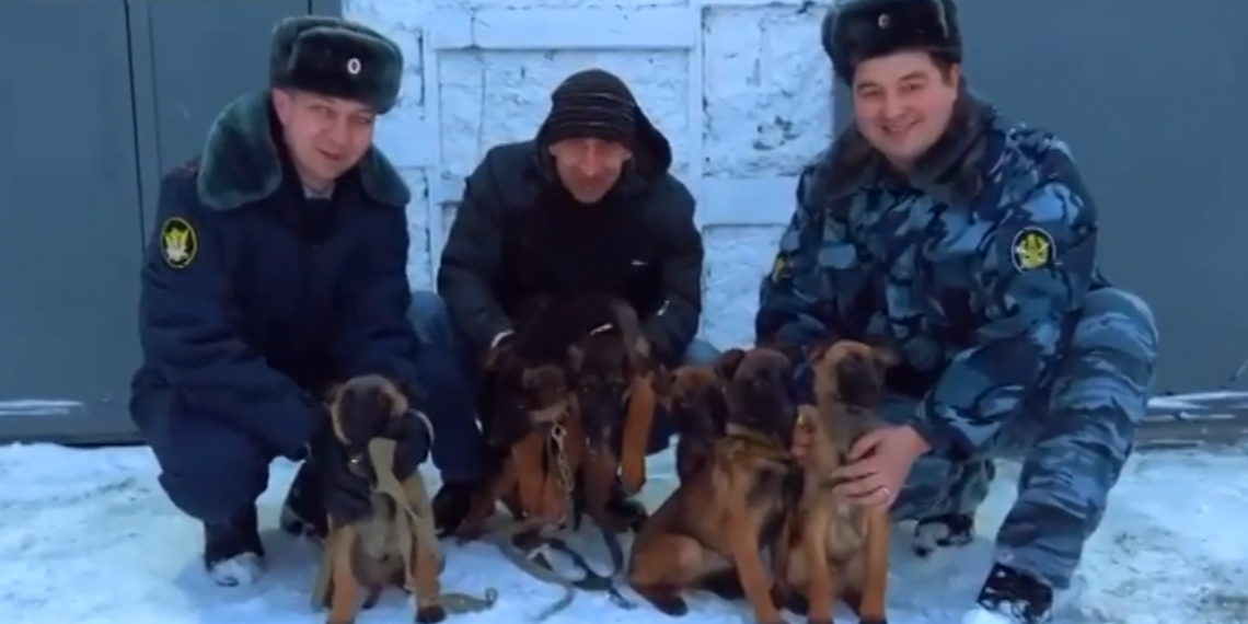 Четырёх бельгийских овчарок отправили из ульяновской колонии в ДНР