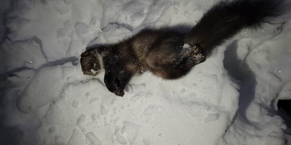 Куница устроила короткое замыкание и отключила водоснабжение в Ульяновском районе