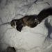 Куница устроила короткое замыкание и отключила водоснабжение в Ульяновском районе