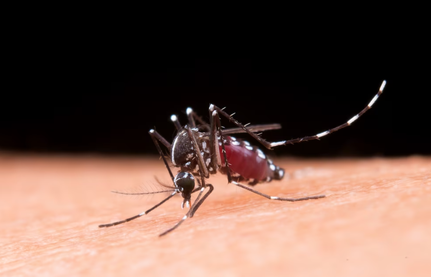 Жительница Ульяновска привезла из Африки тропическую малярию