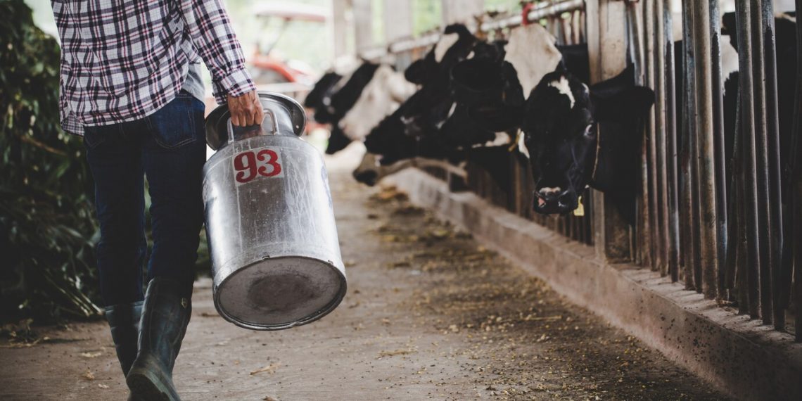 Ульяновские коровы «психанули» — надои молока выросли на 4,4 процента