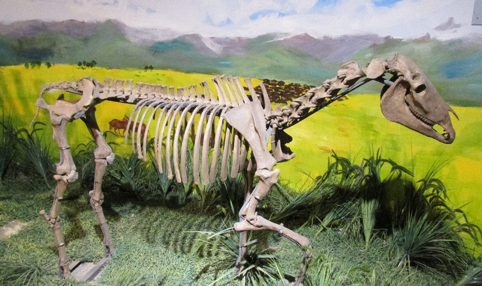 Под Ульяновском обнаружили скелет неизвестного ящера юрского периода