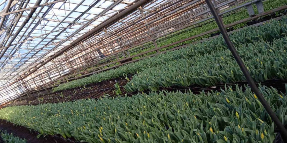 200 000 тюльпанов шести сортов вырастили к 8 марта в Ульяновске