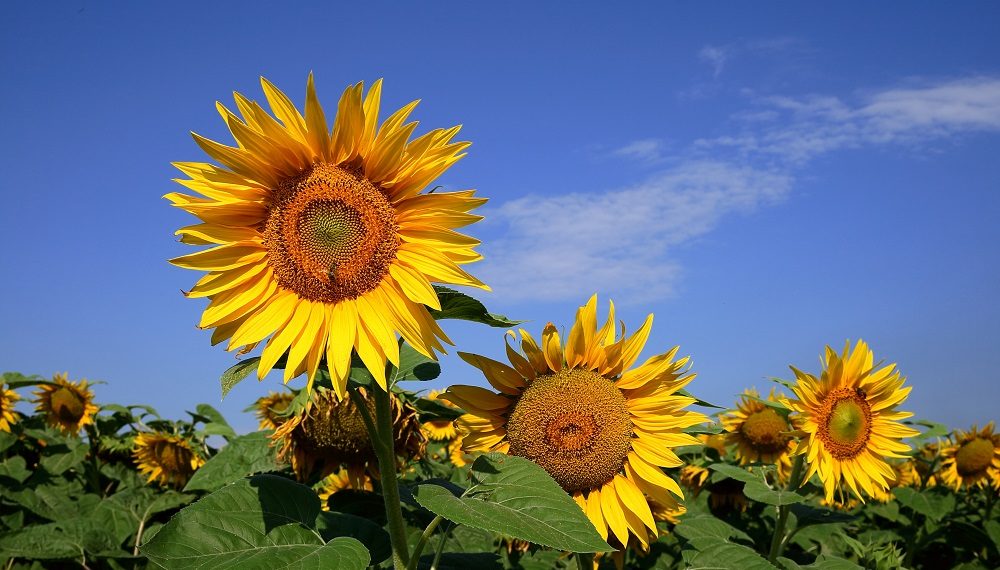 Ульяновские многодетные семьи получат 500 участков для индивидуального жилищного строительства