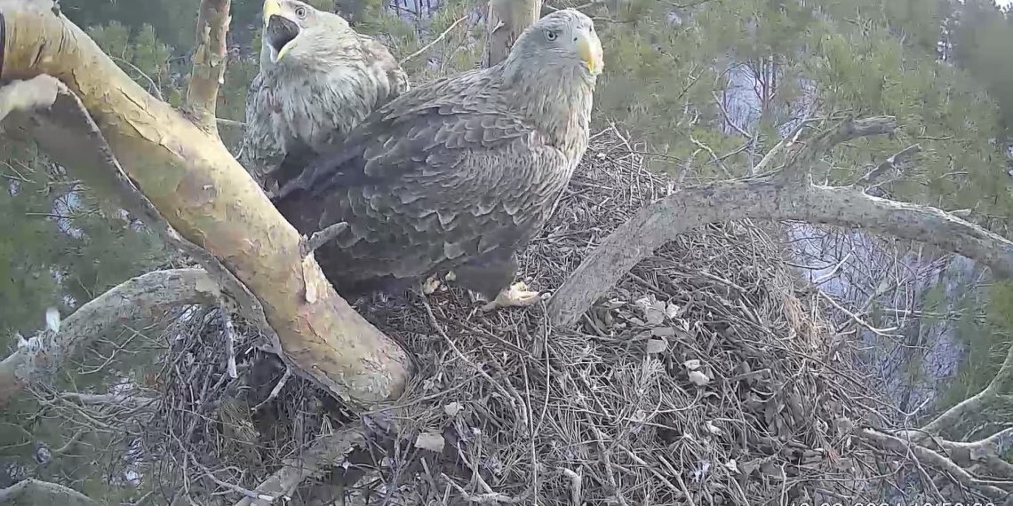 Орланы пытаются «отжать» гнездо у орлов в Сенгилеевских горах