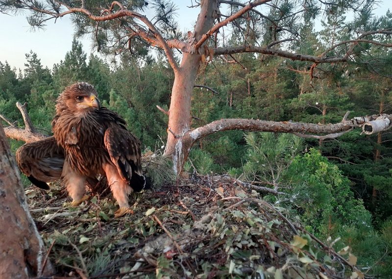 В Ульяновской области запустили трансляцию из гнезда солнечных орлов