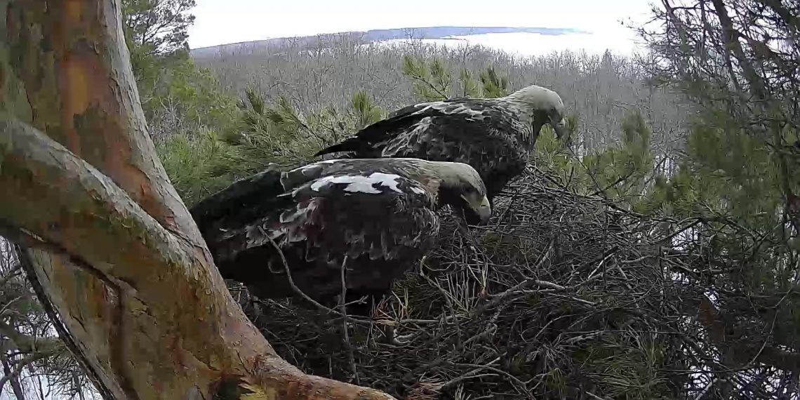 Две пары ульяновских солнечных орлов готовятся к размножению