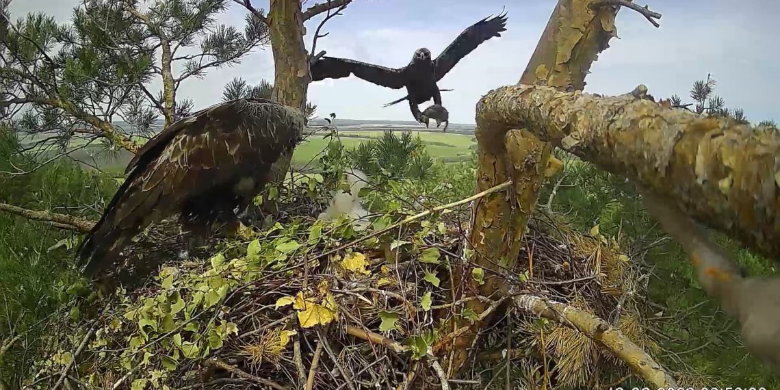 Первых солнечных орлов заметили в Ульяновской области