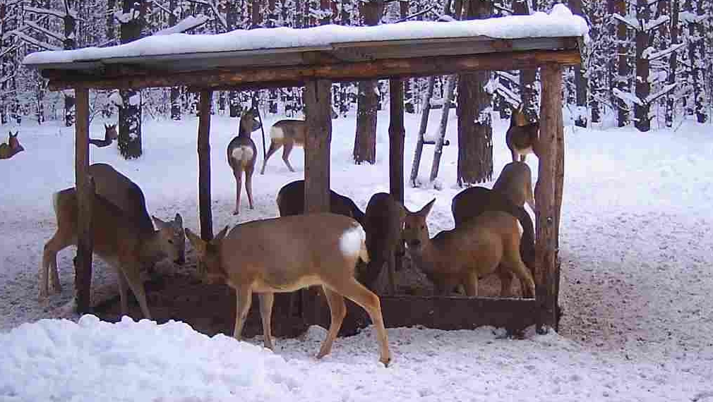 Осенне-зимний сезон охоты в Ульяновской области официально закрыт