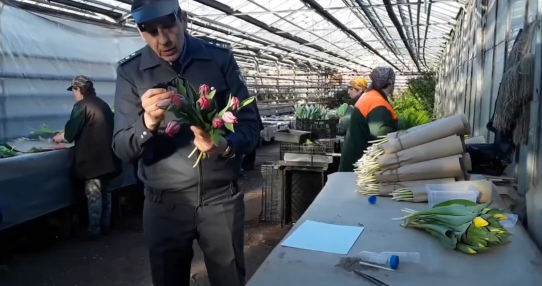 В Ульяновске проверяют выращенные к 8 марта тюльпаны на наличие в них калифорнийского трипса