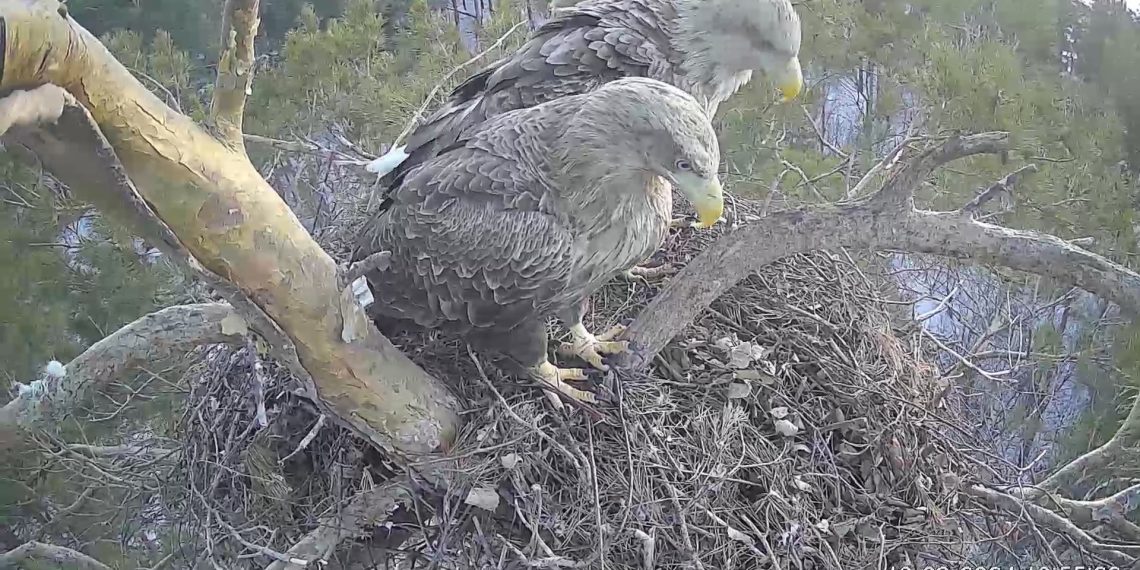 Солнечная орлица Арбушка вернулась в гнездо и прогнала орлана