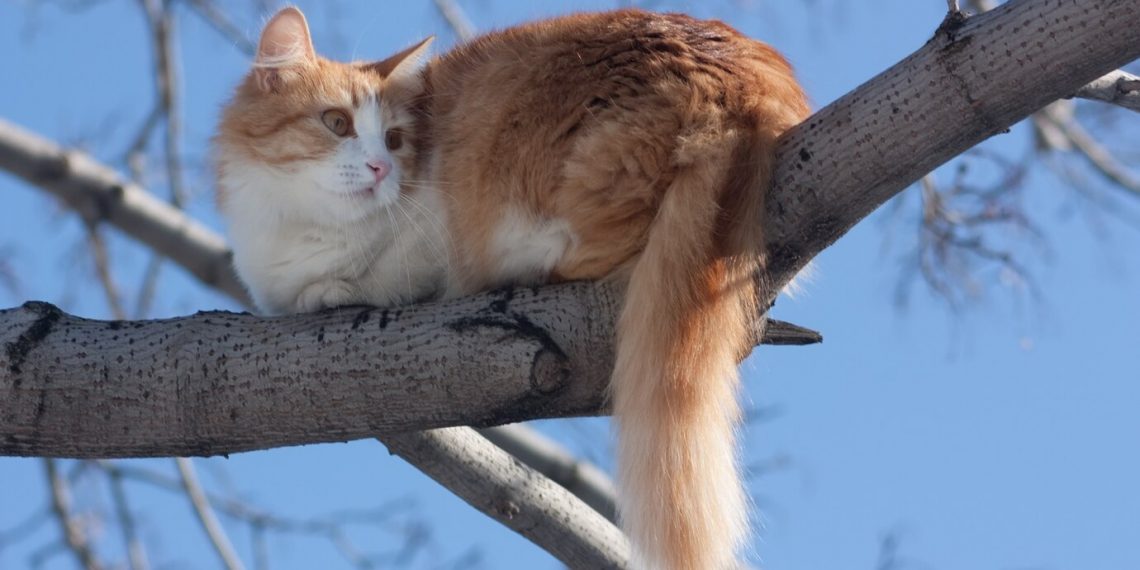 Выходные в Ульяновске отметятся температурой выше климатической нормы
