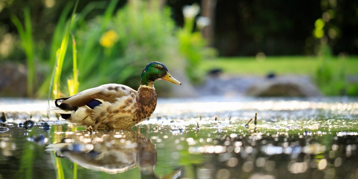 Стрелять уток, гусей и ворон в Ульяновской области разрешат в апреле