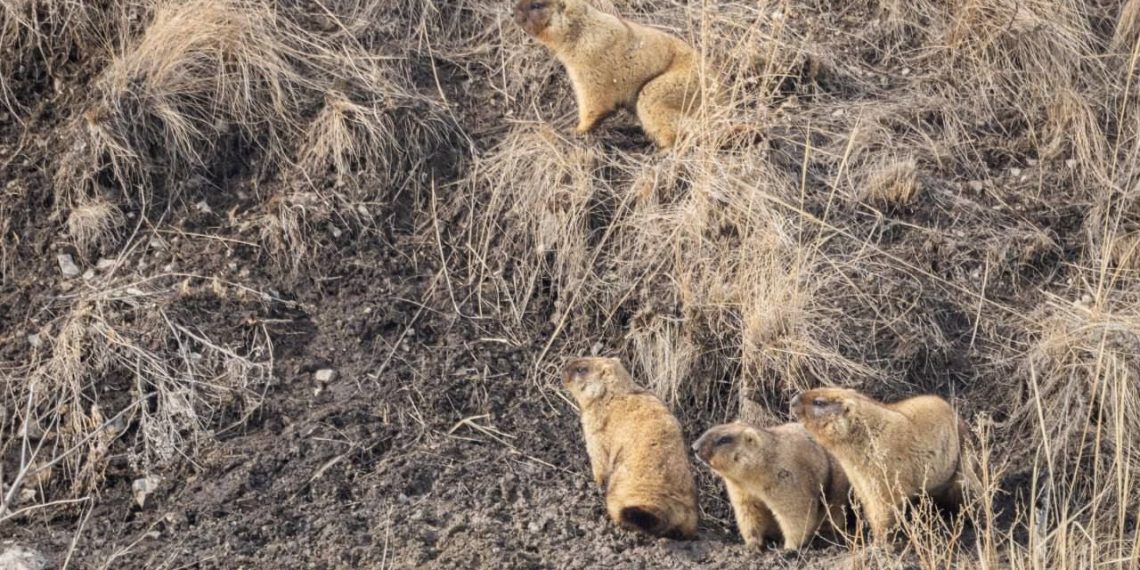 Ульяновские сурки пробудились от зимней спячки