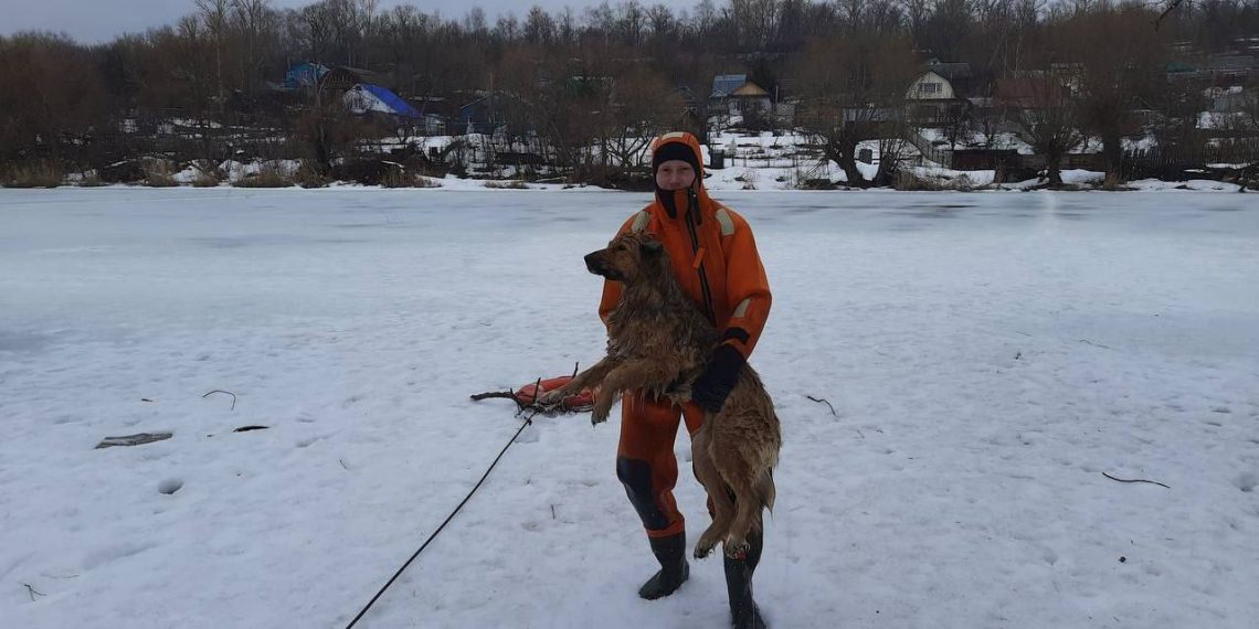 Тонущую собаку спасли на Свияге в Ульяновске