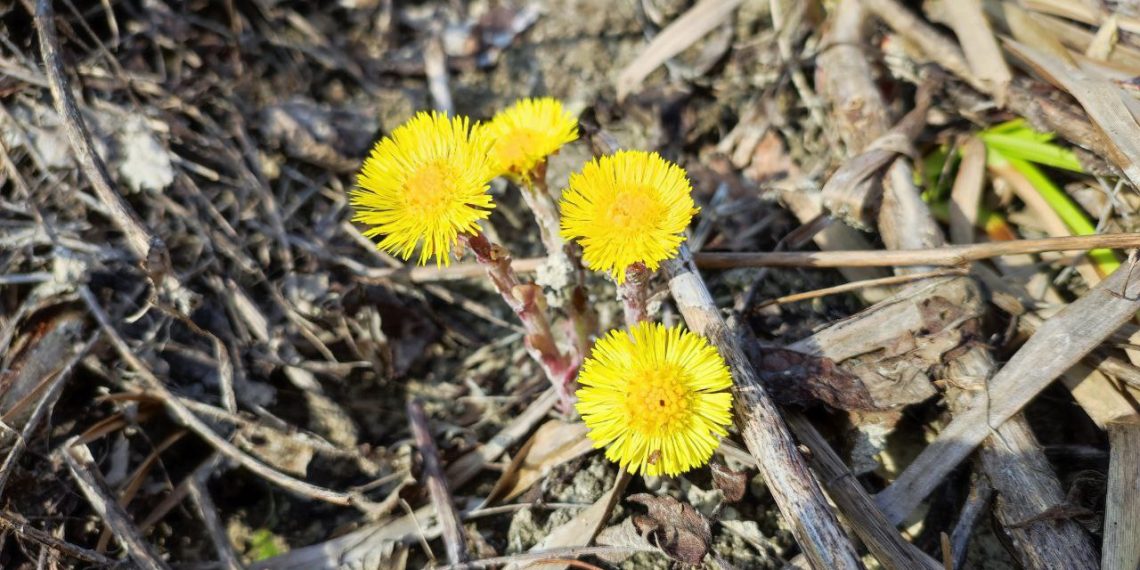 Мать-и-мачеха зацвела в Ульяновской области — фото, видео