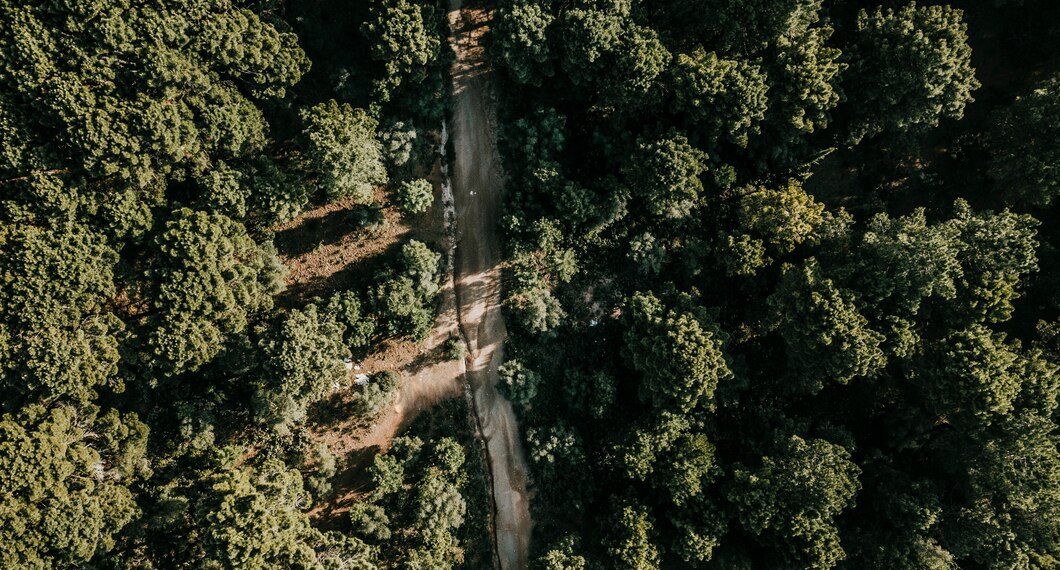 Ульяновские лесничества обследуют из космоса