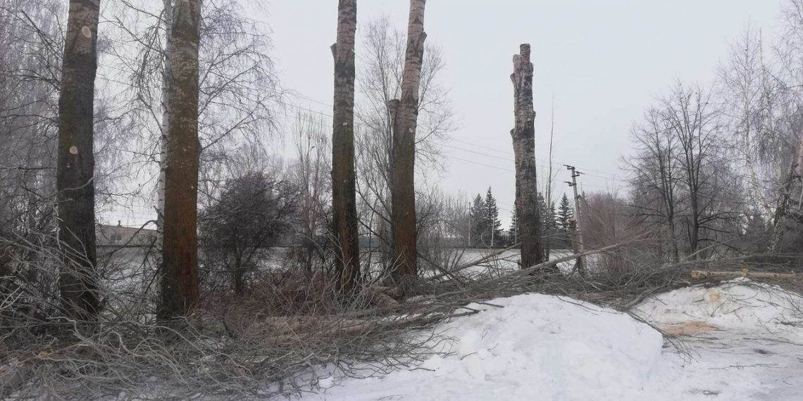 До конца года по запросам горожан в Ульяновске снесут 2000 деревьев