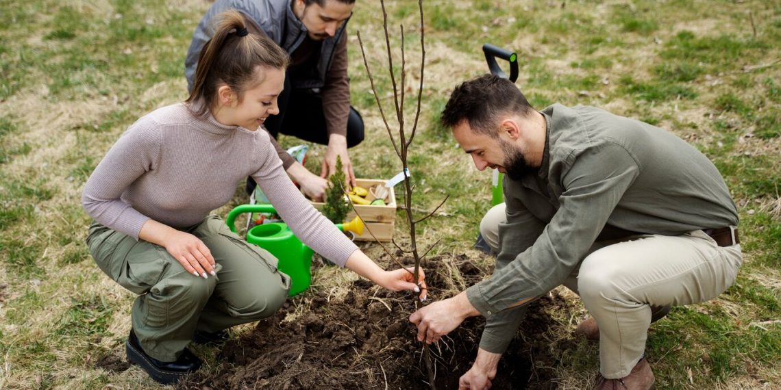 Тополя без пуха, ивы, ясени, рябины, клёны и берёзы высадят в Ульяновске в 2024 году