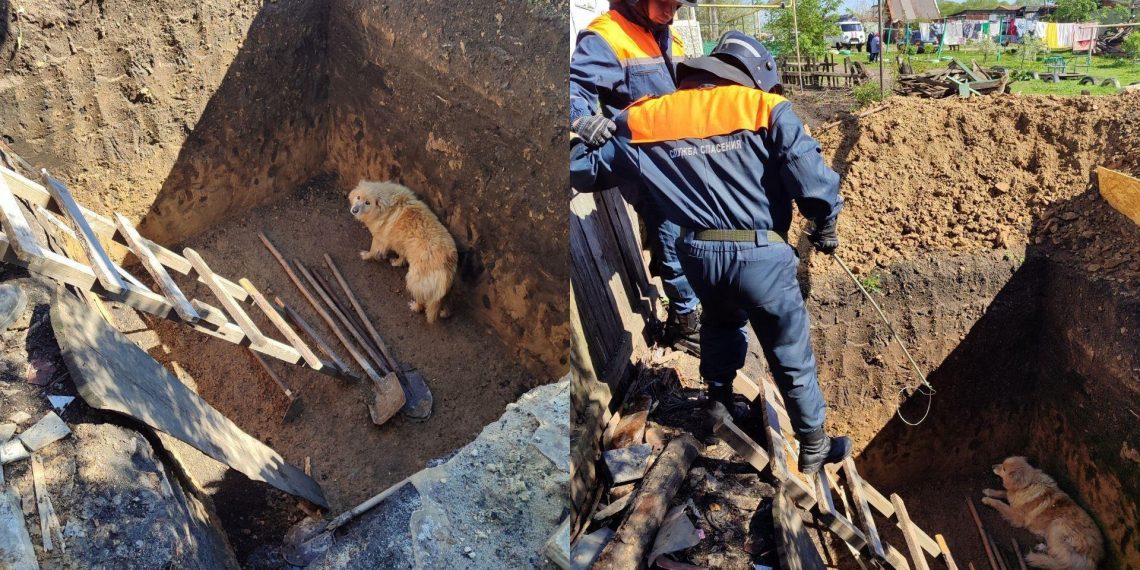 В Ульяновске спасатели вытащили провалившуюся в глубокую яму собаку
