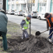 На Гончарова в центре Ульяновска начали высаживать липы