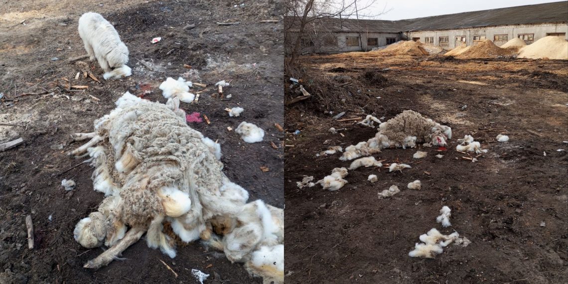 9 апреля собаки загрызли овцу фермера из села Артюшкино под Ульяновском