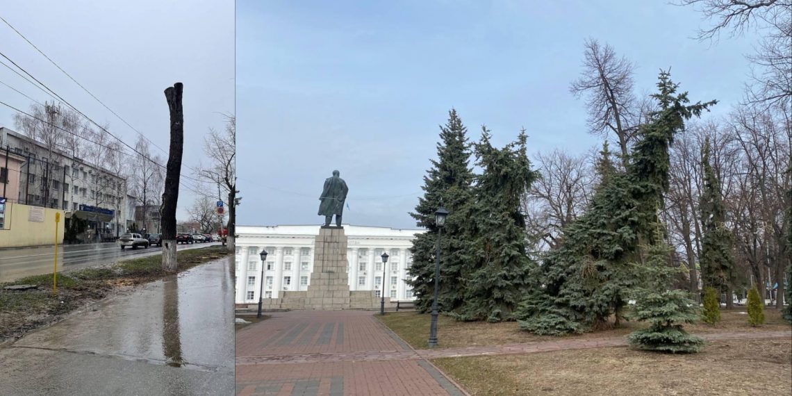 Ульяновские озеленители пояснили, зачем из деревьев нужно делать обрубки