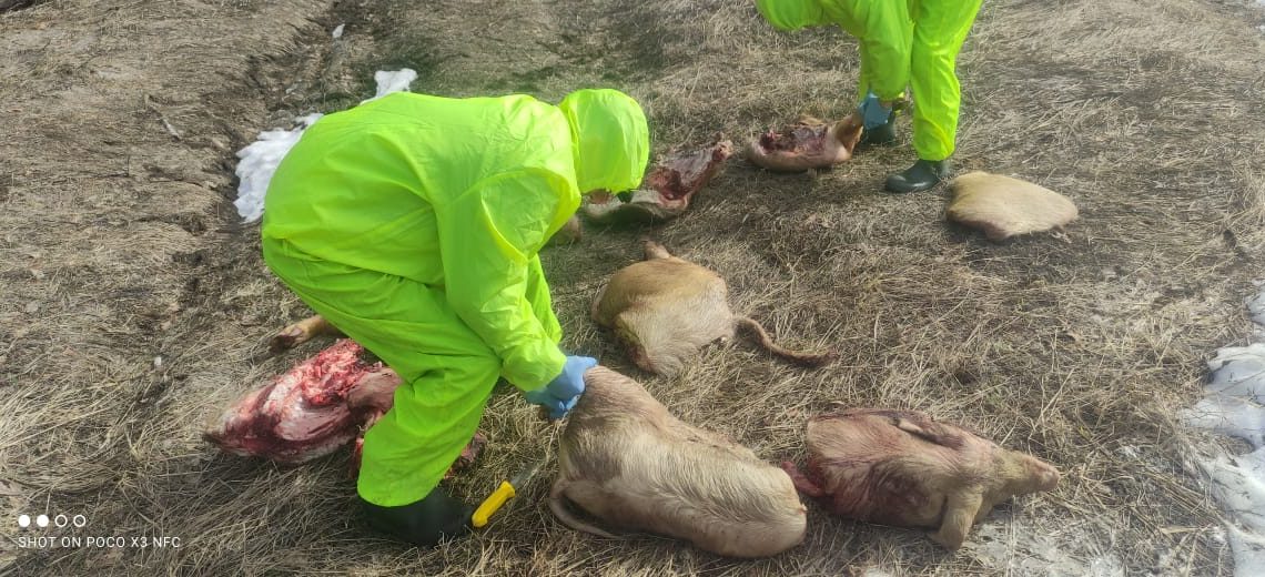 В Ульяновском районе обследовали трупы свиней на африканскую чуму