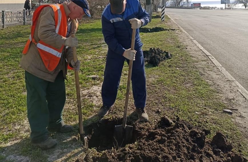 На одну из самых оживлённых улиц Ульяновска высадят 34 липы
