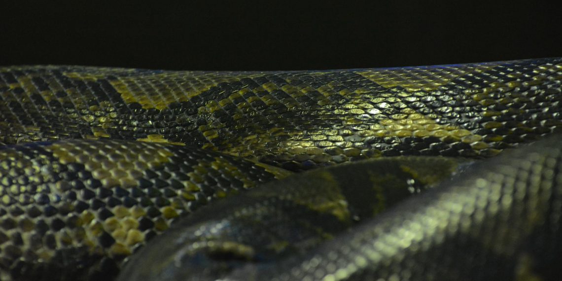 В 2023 году змеи покусали 17 ульяновцев, в 2024-м – пока никого