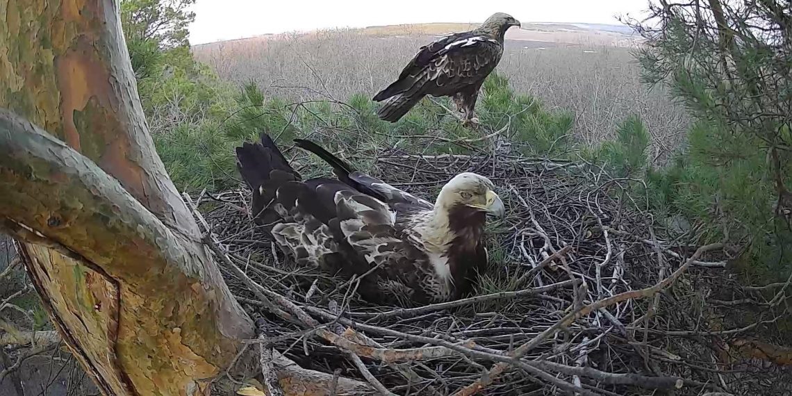 В гнезде солнечных орлов Сизлея и Чечёры появилось первое яйцо