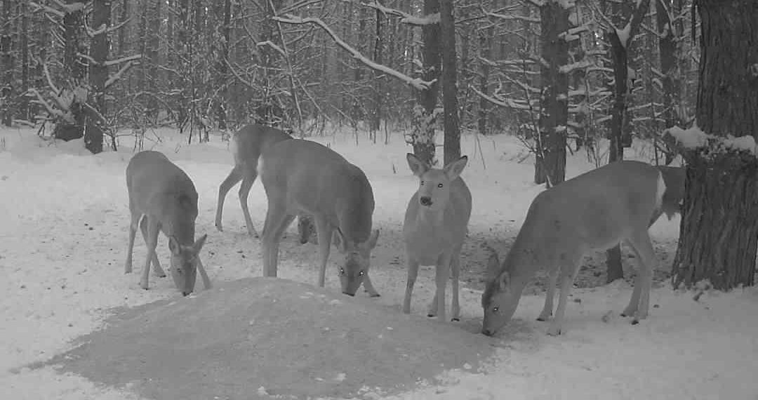 Отныне в Ульяновской области нужно будет сдавать экзамены на охотничий билет