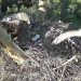 Из гнезда ульяновских солнечных орлов Арбушки и Белогора пропало яйцо