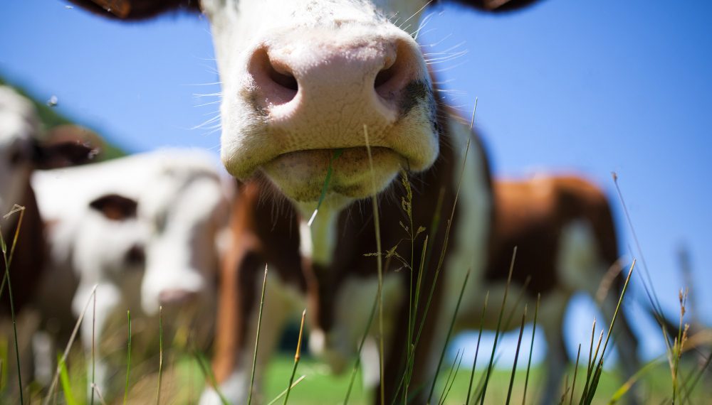 Бруцеллёз подобрался к Ульяновской области: в Самаре – карантин