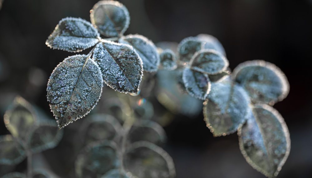 10 мая в Ульяновске ожидаются заморозки и шквалистый ветер