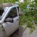 В Засвияжье огромное дерево рухнуло на припаркованный автомобиль