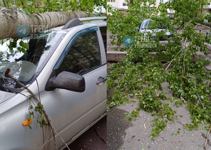 В Засвияжье огромное дерево рухнуло на припаркованный автомобиль
