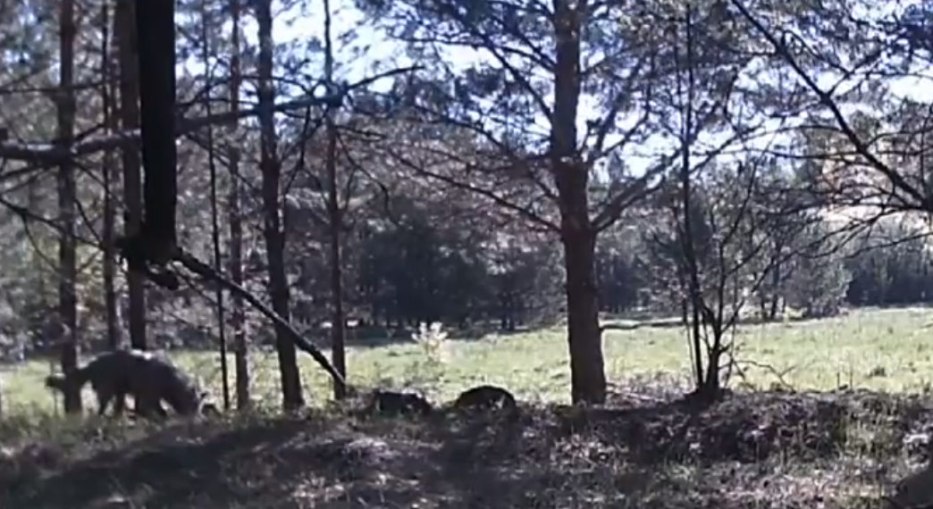 В Базарносызганском районе заметили волка, Минприроды призывает к осторожности