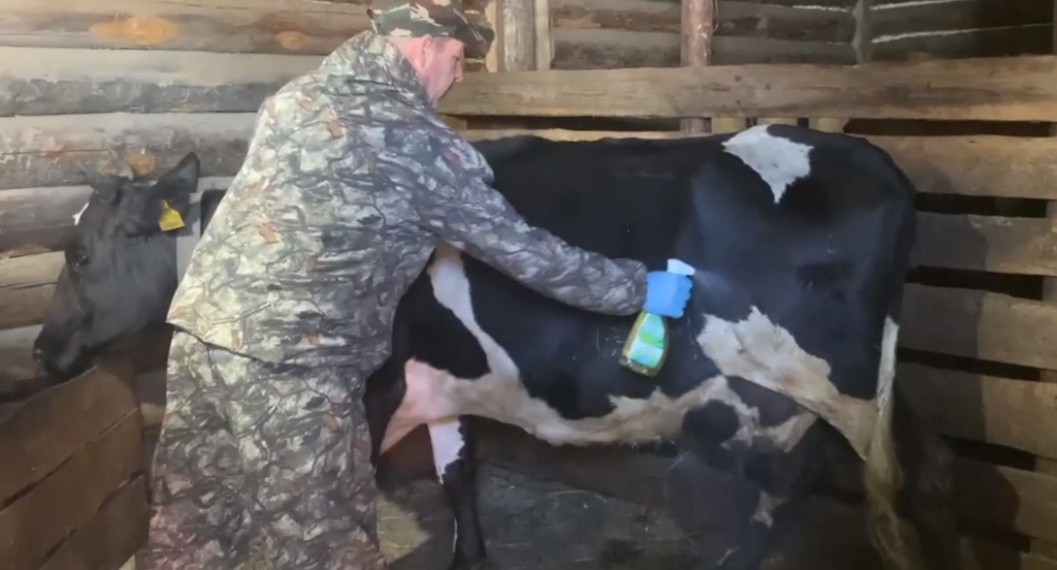 В Сурском районе опрыскивают коров от гнуса