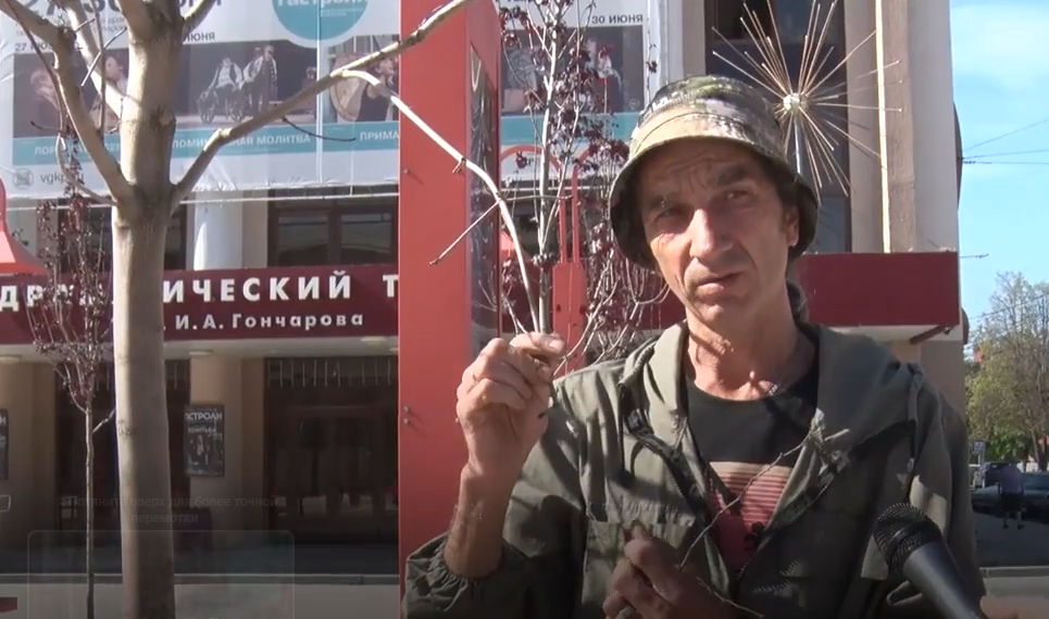 Красные клёны успешно прижились в Театральном сквере Ульяновска