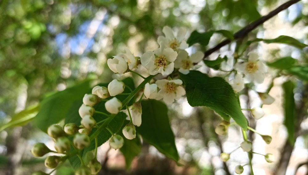 Ульяновские синоптики сообщили о дождях и заморозках 12 и 13 мая